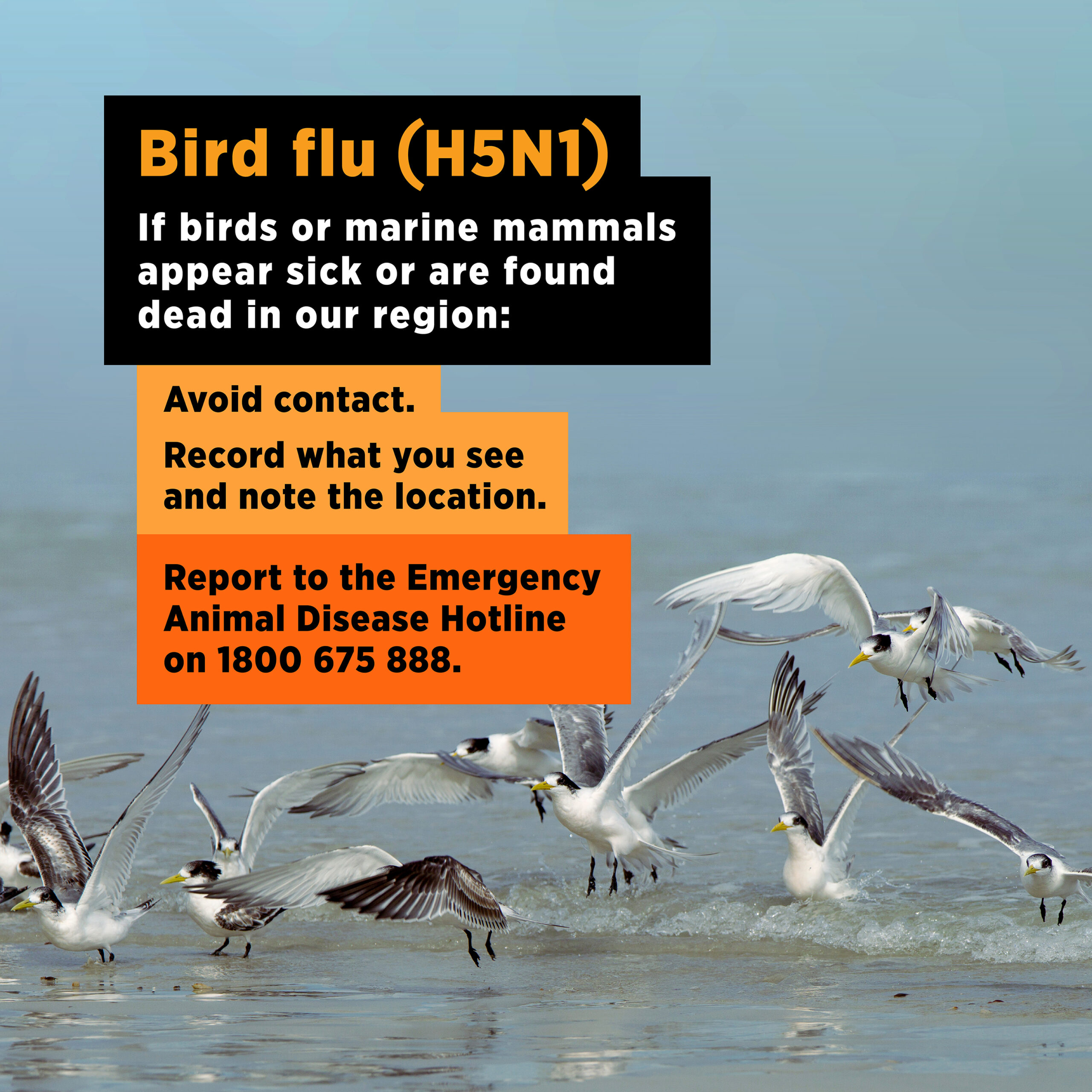 You are currently viewing Bird Flu