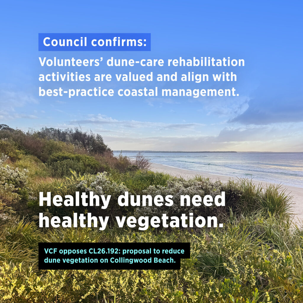 An image of lush low coastal vegetation on the Collingwood Beach foreshore, with taller shrubs in the distance and the blue water of the bay, sky, and scattered clouds in the background. Text over image reads: ‘Council confirms: Volunteers’ dune-care rehabilitation activities are valued and align with best-practice coastal management. Healthy dunes need healthy vegetation. VCF opposes CL26.192: proposal to reduce dune vegetation on Collingwood Beach
