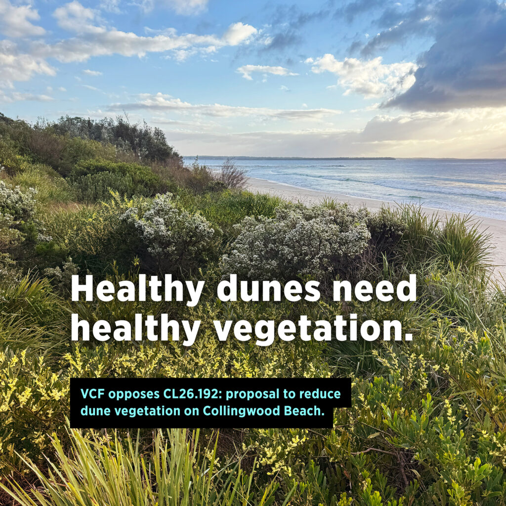 An image of lush low coastal vegetation on the Collingwood Beach foreshore, with taller shrubs in the distance and the blue water of the bay, sky, and scattered clouds in the background. Text over image reads: ‘Healthy dunes need healthy vegetation. VCF opposes CL26.192: proposal to reduce dune vegetation on Collingwood Beach.’